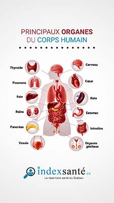 Principaux organes du corps humain