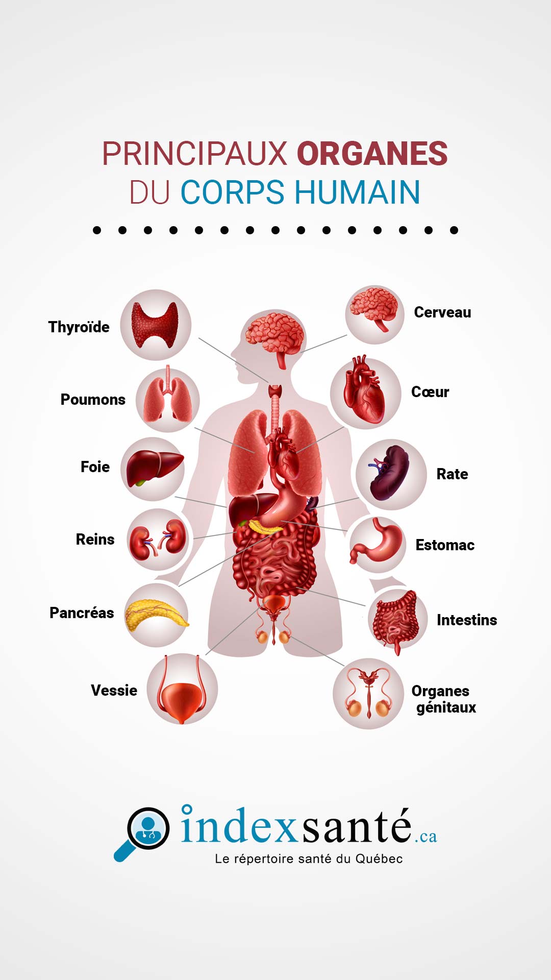Principaux organes du corps humain