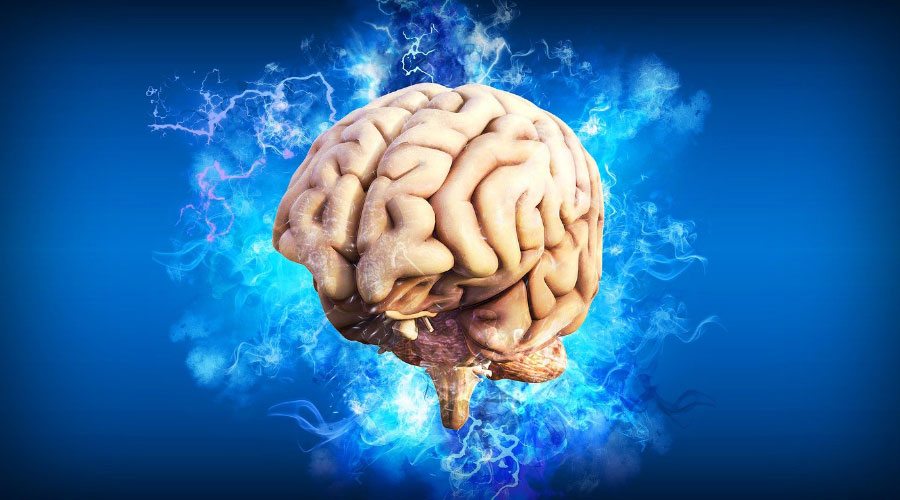 Cerveau