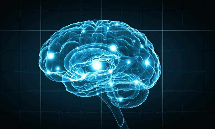 Près de 9 millions de dollars investis pour accélérer la recherche sur le cerveau à Montréal