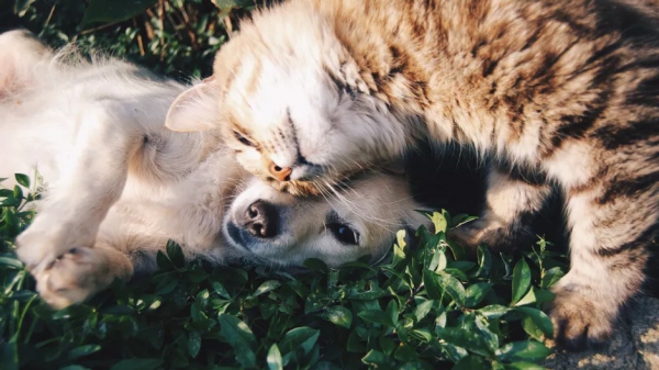 Améliorer la mobilité de votre chien et de votre chat