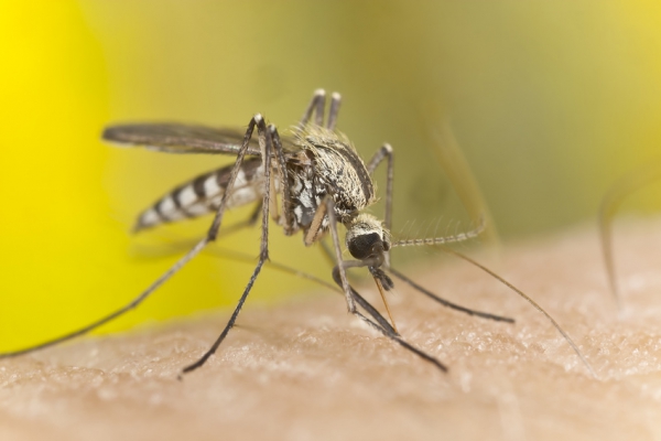 Utiliser des insectifuges personnels en toute sécurité