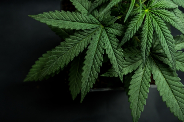 Déclaration du Conseil des médecins hygiénistes en chef au sujet des extraits de cannabis
