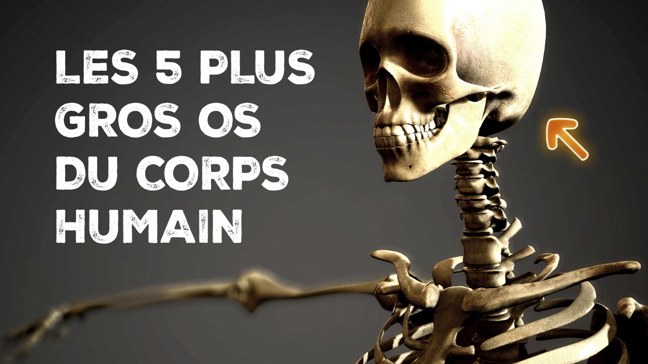 Les 5 plus gros os du corps humain