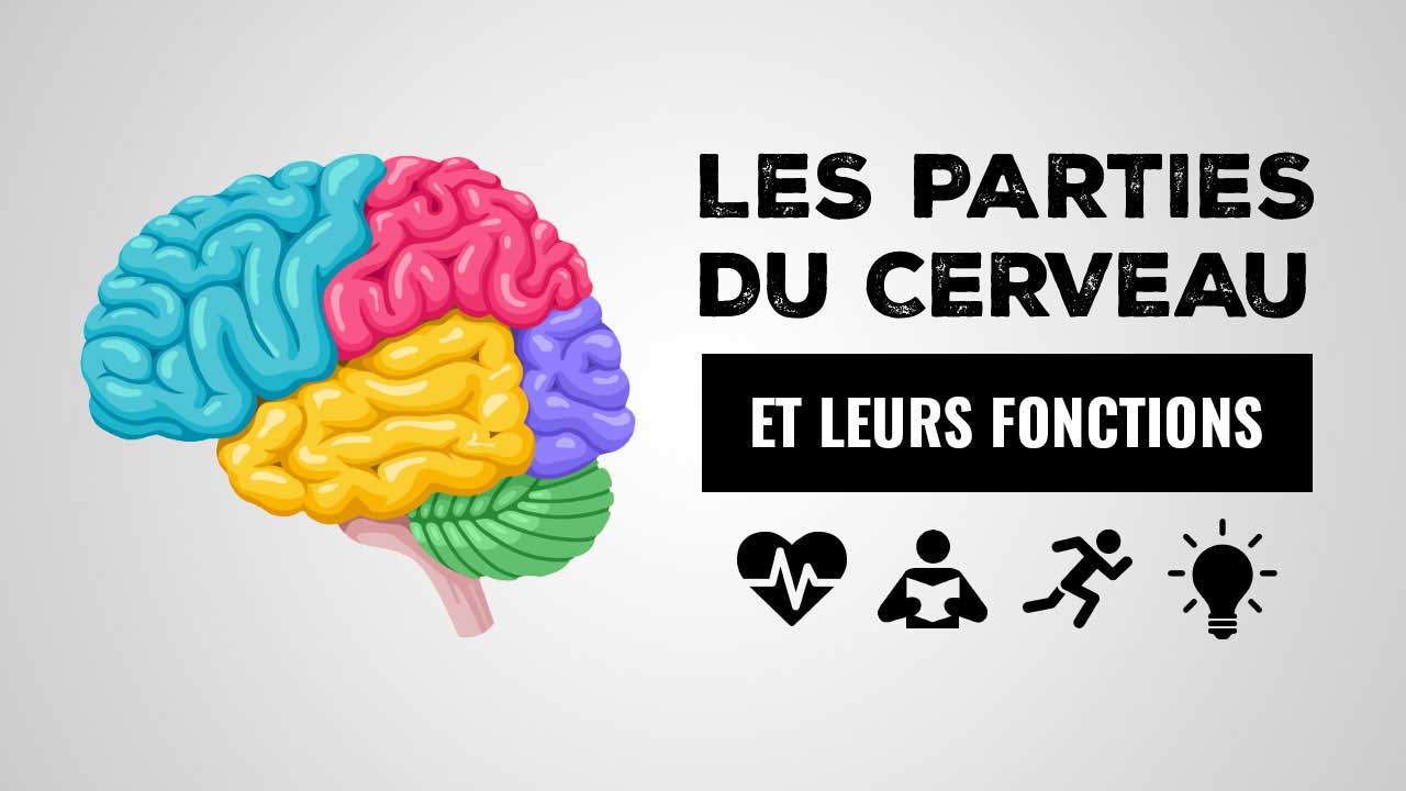 Les parties du cerveau et leurs fonctions