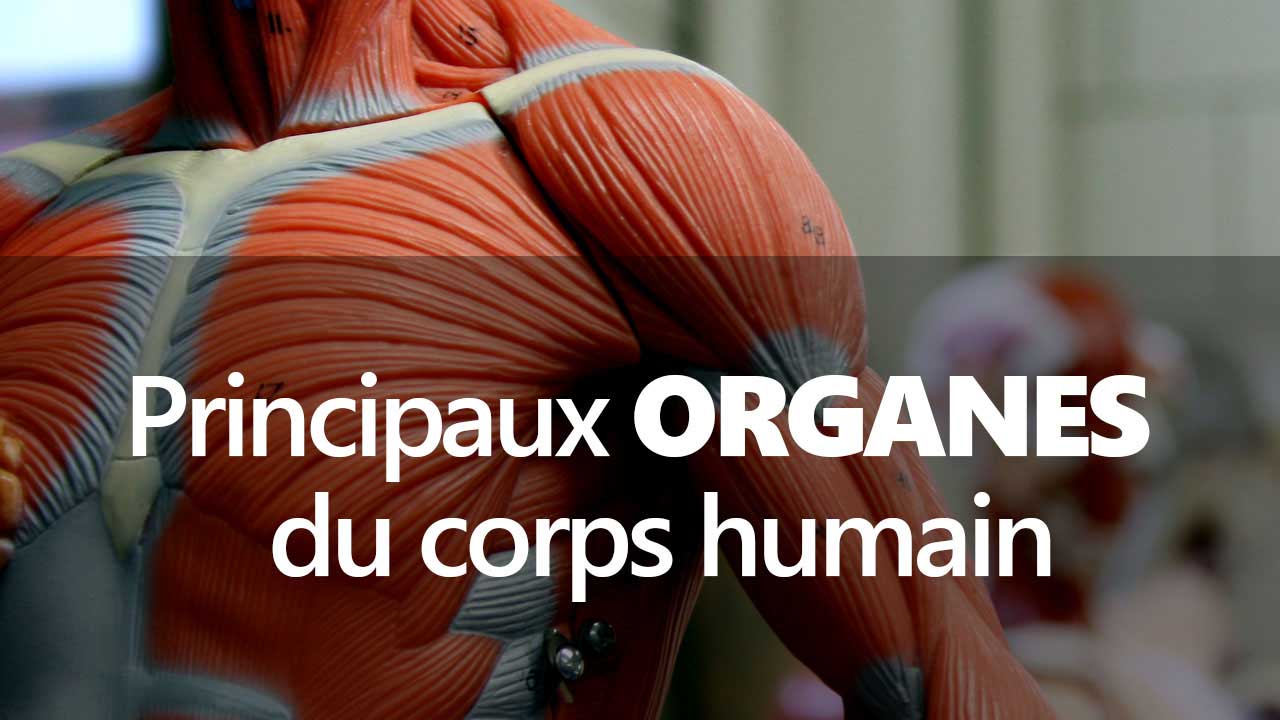 Les principaux organes du corps humain